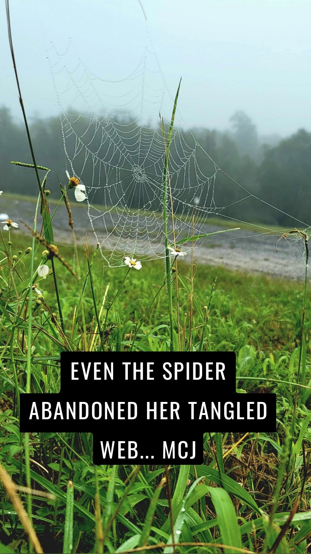 EVEN THE SPIDER ABANDONED HER TANGLED WEB... MCJ