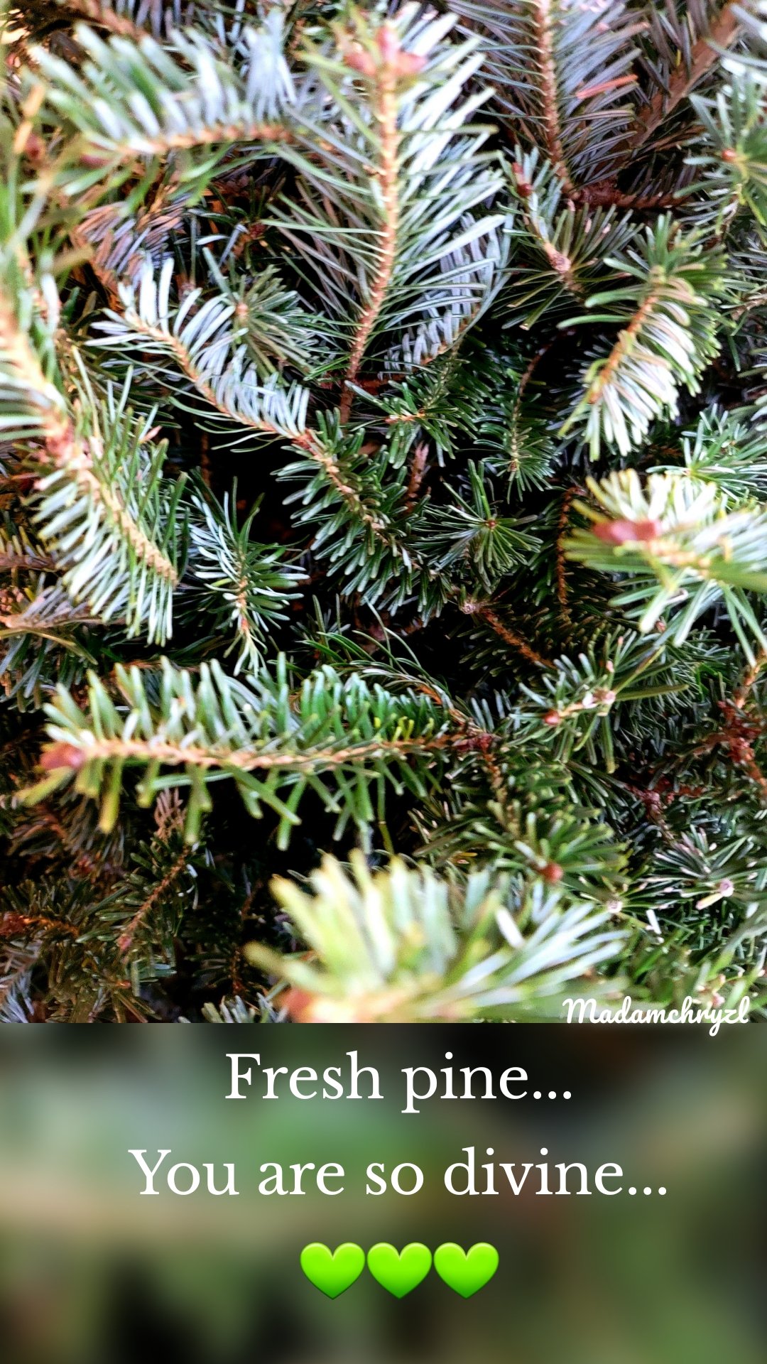 Fresh pine...
You are so divine...
💚💚💚 Madamchryzl 