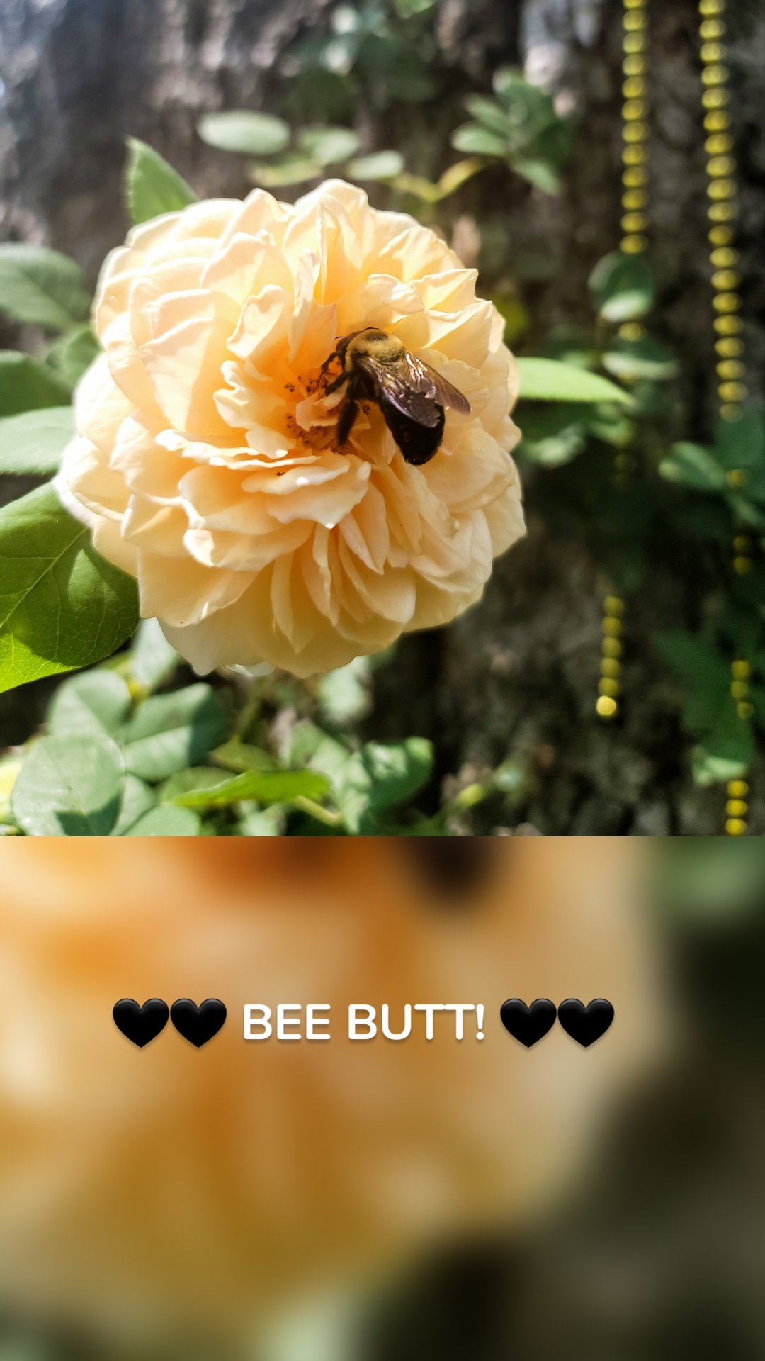 🖤🖤 BEE BUTT! 🖤🖤